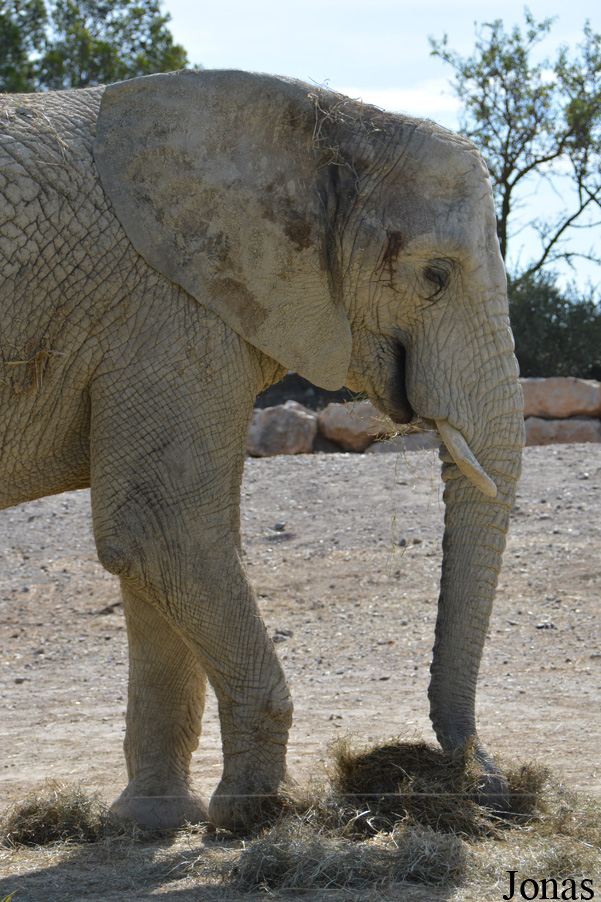 Loxodonta africana
