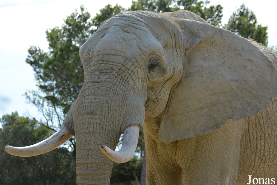 Loxodonta africana