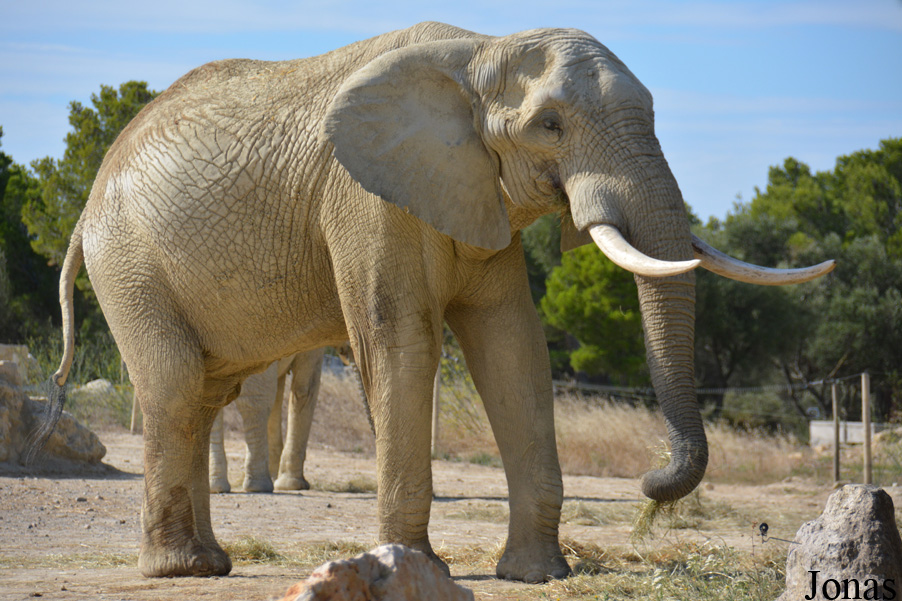 Loxodonta africana