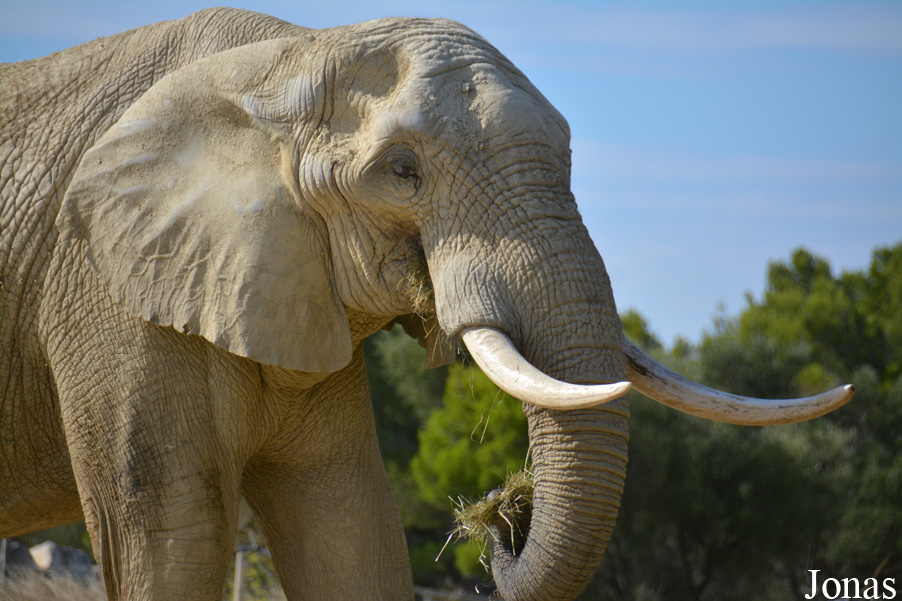 Loxodonta africana