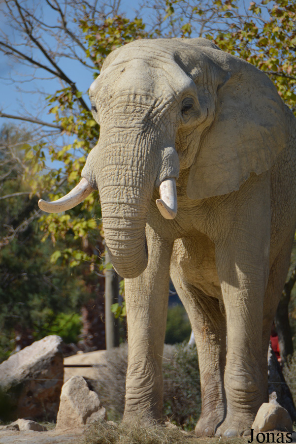 Loxodonta africana