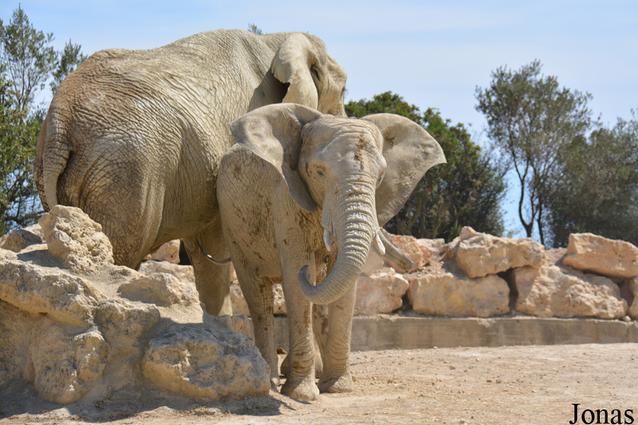 Loxodonta africana