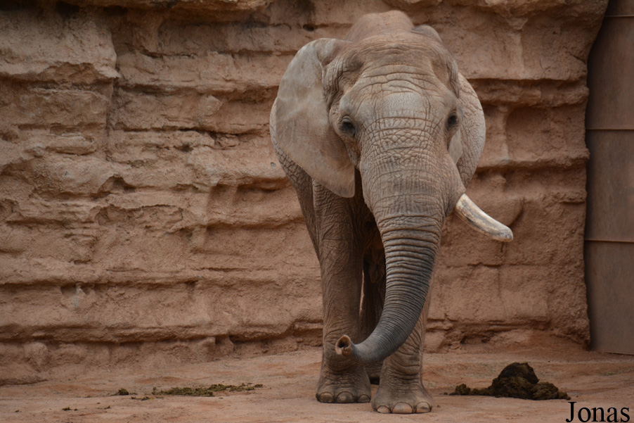 Loxodonta africana