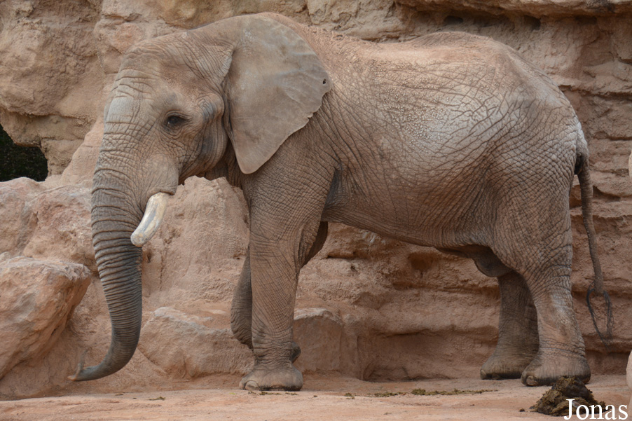 Loxodonta africana