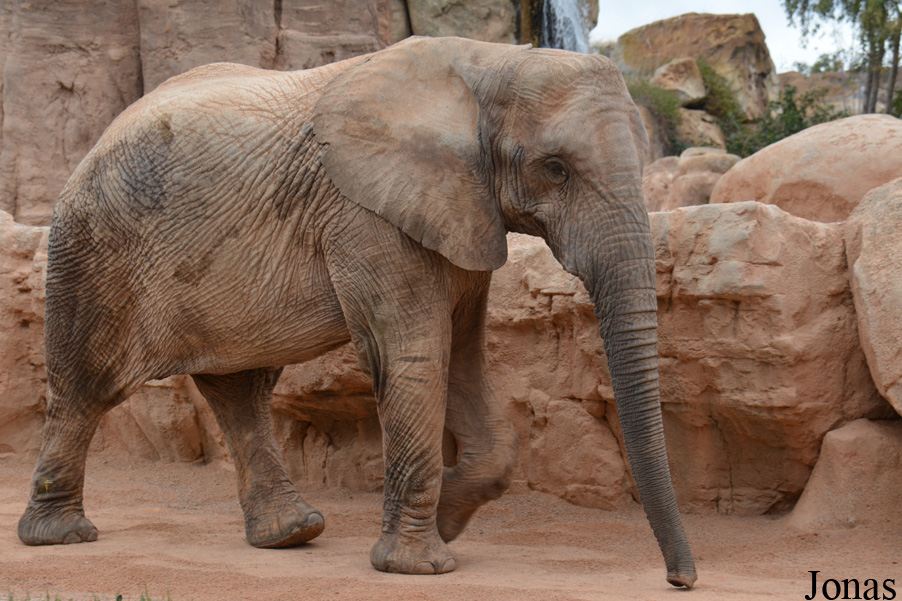 Loxodonta africana