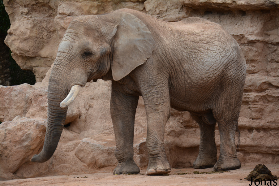 Loxodonta africana