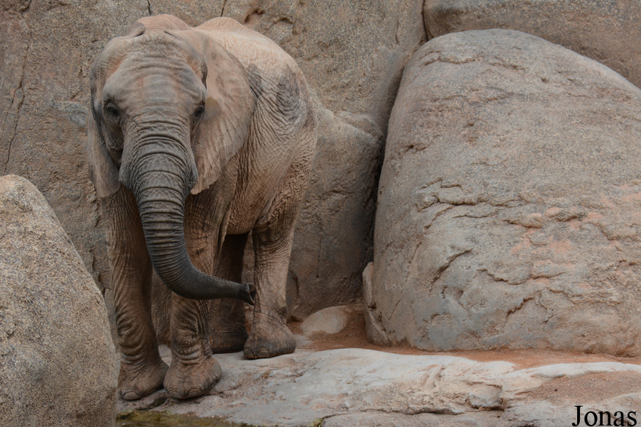 Loxodonta africana