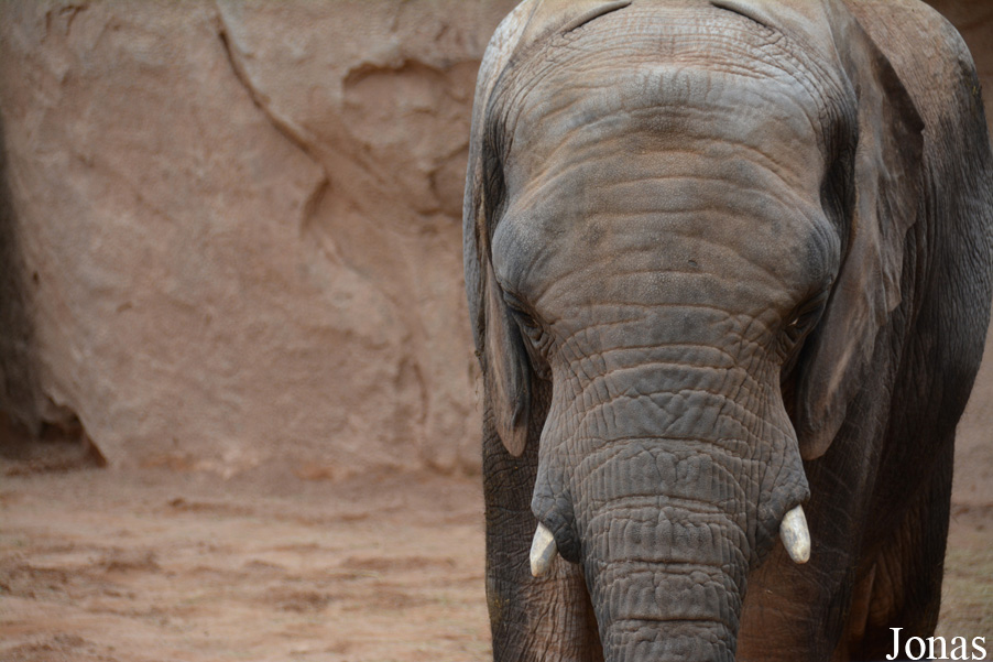 Loxodonta africana