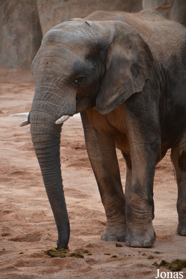 Loxodonta africana