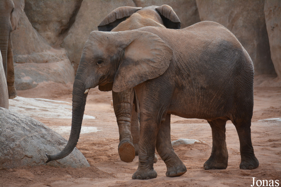 Loxodonta africana