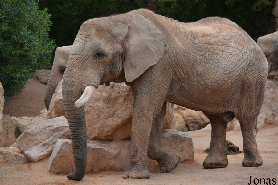 Loxodonta africana