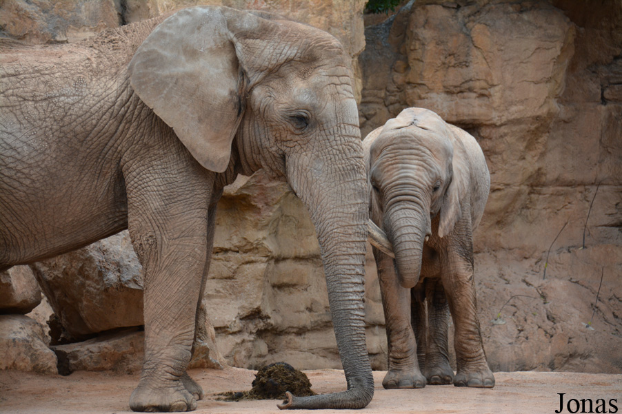 Loxodonta africana