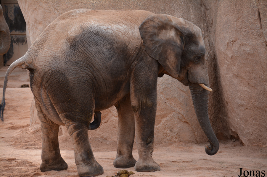 Loxodonta africana