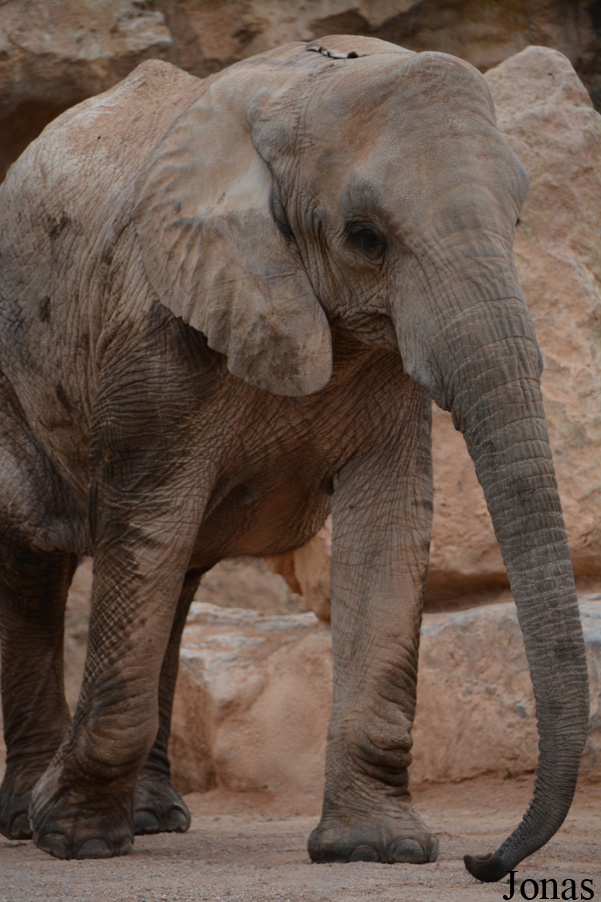 Loxodonta africana