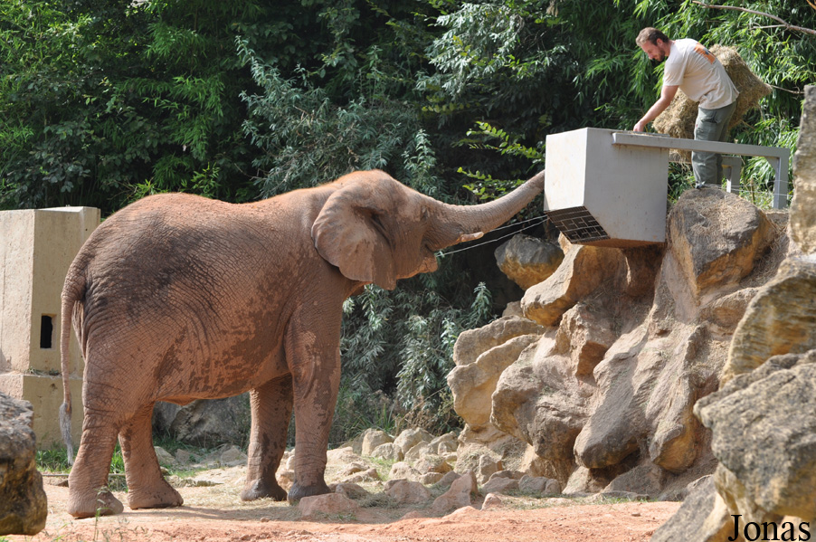Loxodonta africana africana