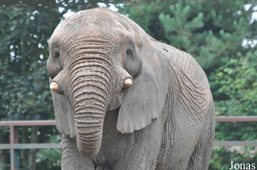 Loxodonta africana africana