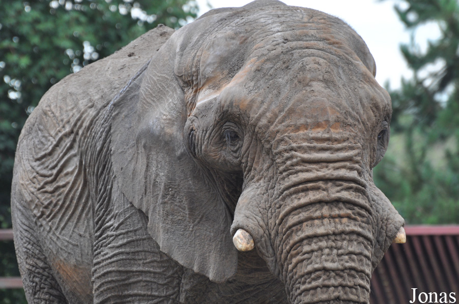 Loxodonta africana africana