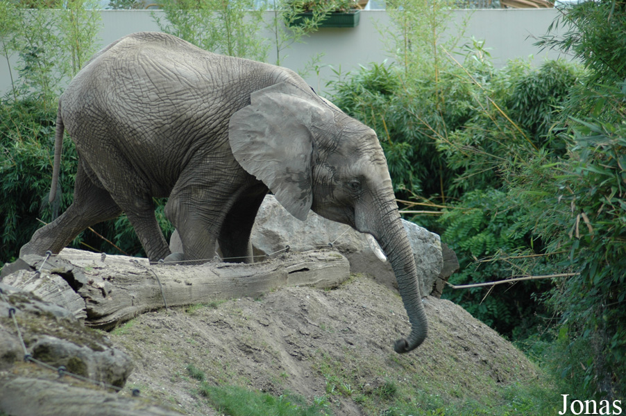 Loxodonta africana africana
