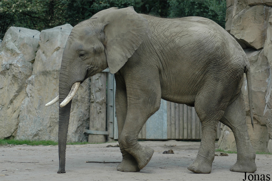 Loxodonta africana africana