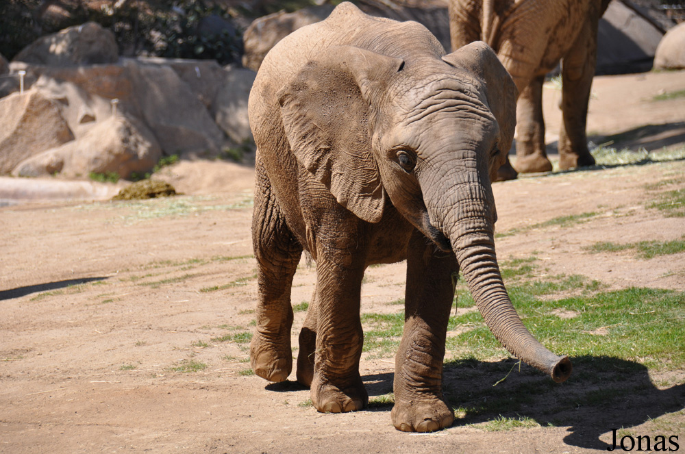 Loxodonta africana africana
