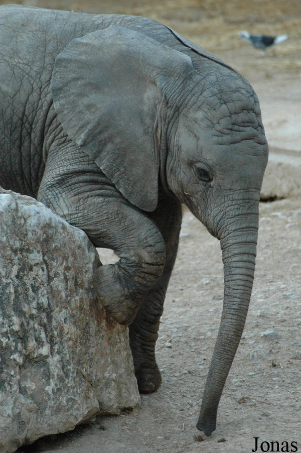 Loxodonta africana africana