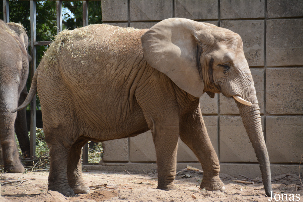 Loxodonta africana africana