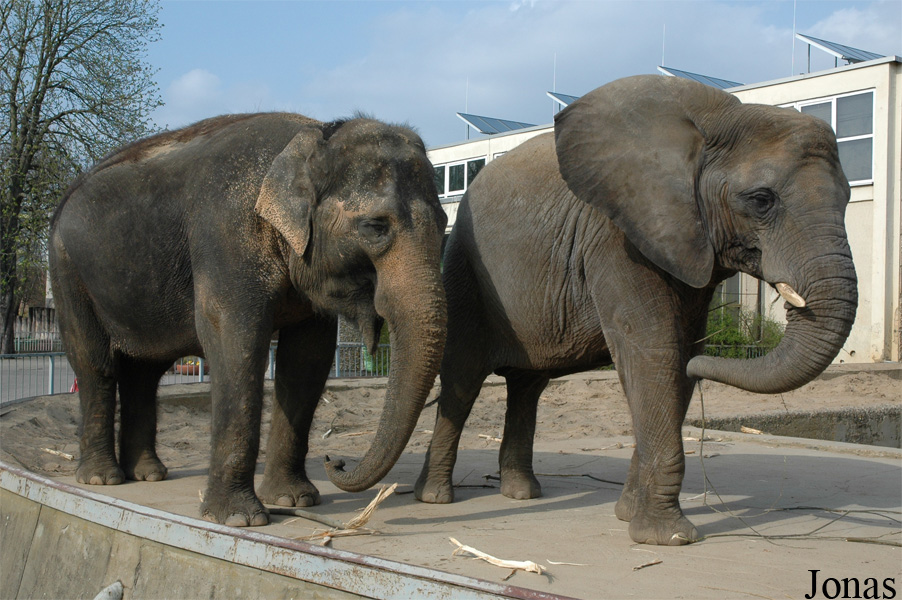 Loxodonta africana africana