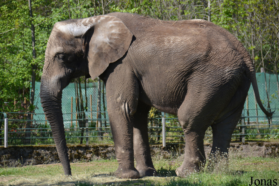 Loxodonta africana africana