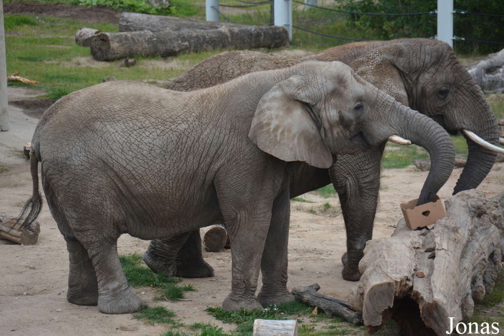 Loxodonta africana africana