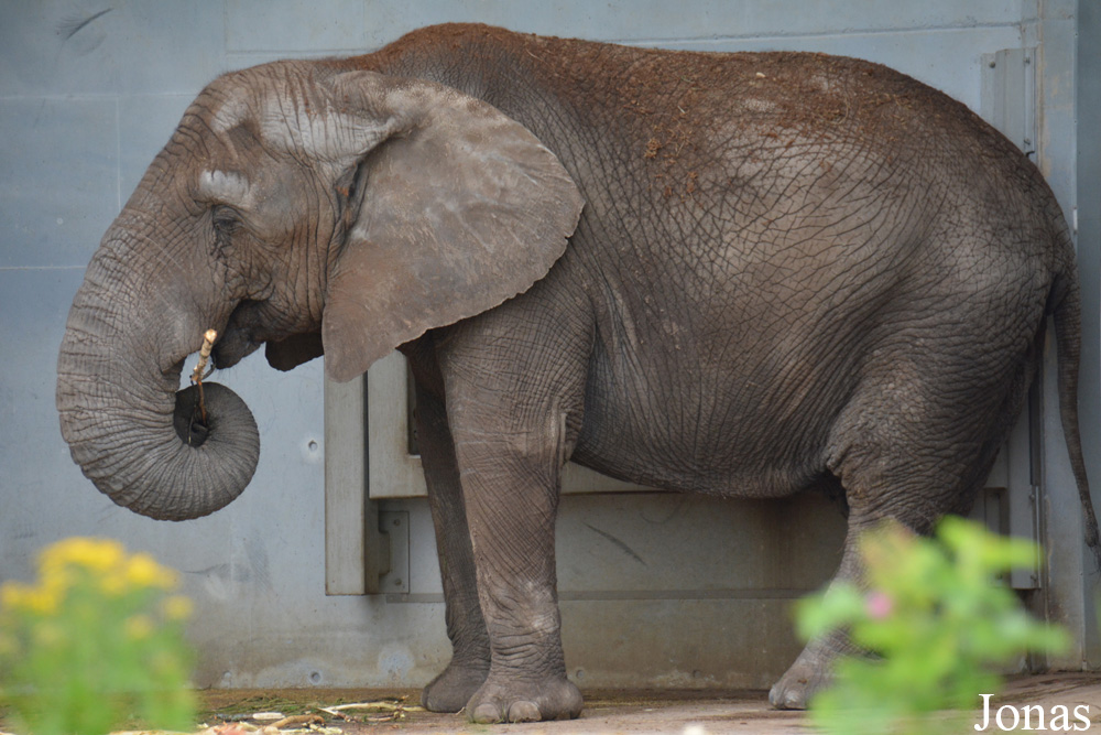 Loxodonta africana africana