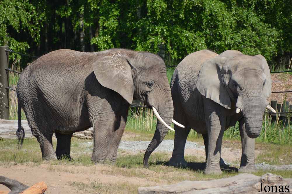 Loxodonta africana africana