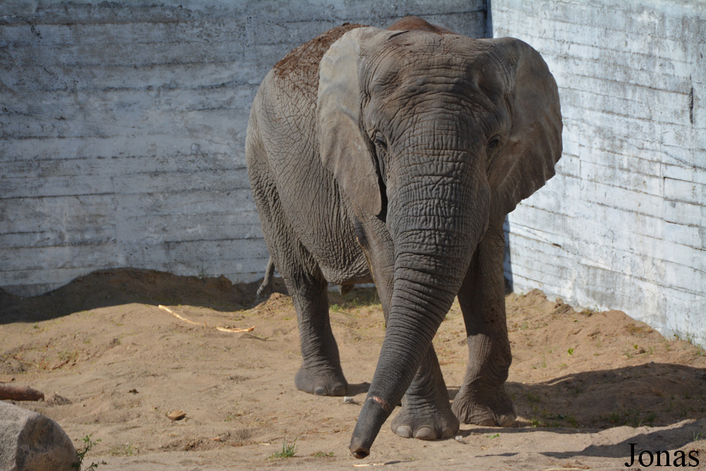 Loxodonta africana africana