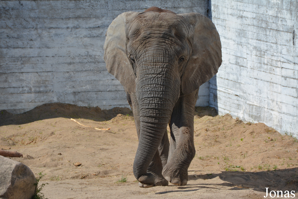 Loxodonta africana africana