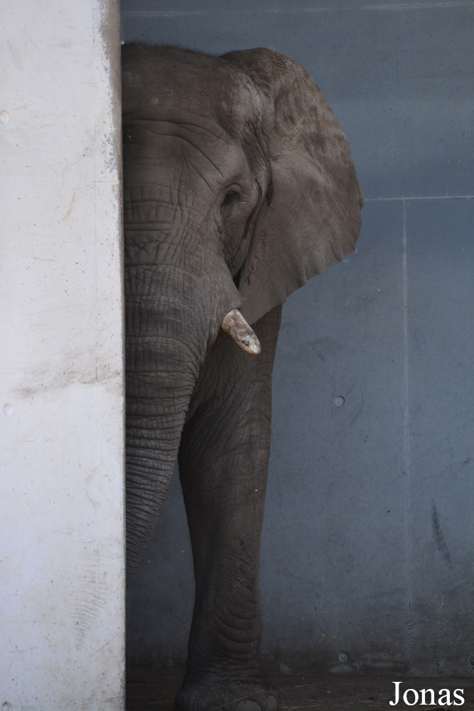 Loxodonta africana africana