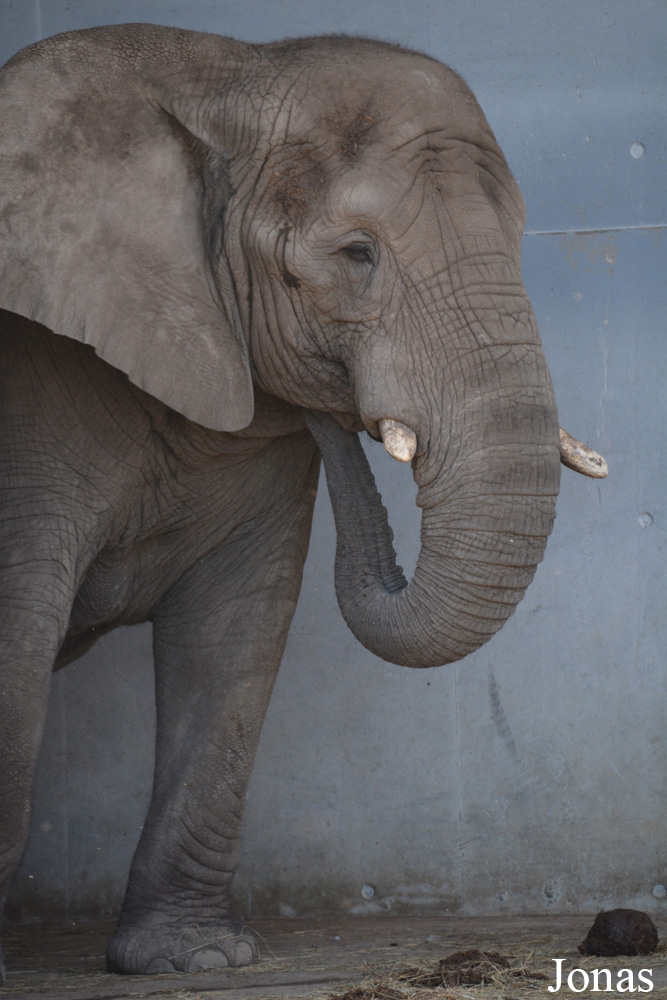 Loxodonta africana africana