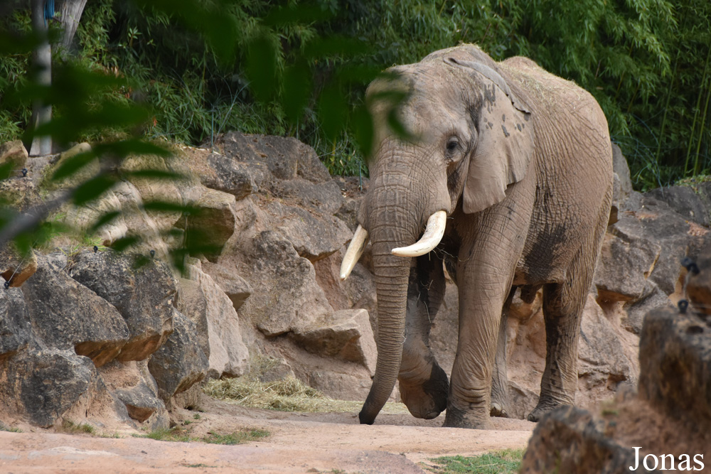 Loxodonta africana knochenhaueri