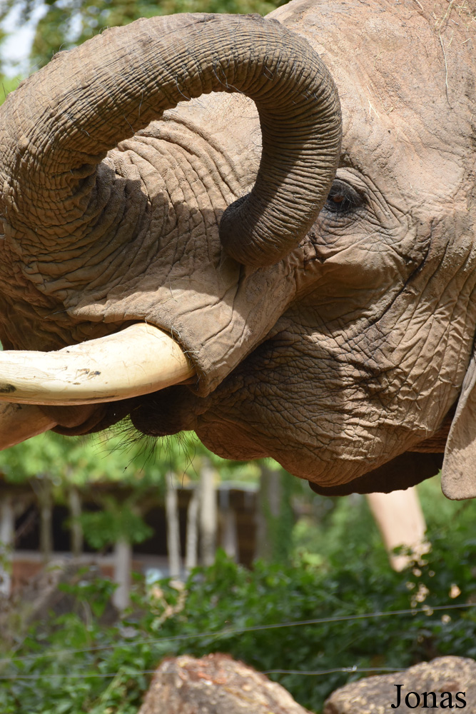 Loxodonta africana knochenhaueri