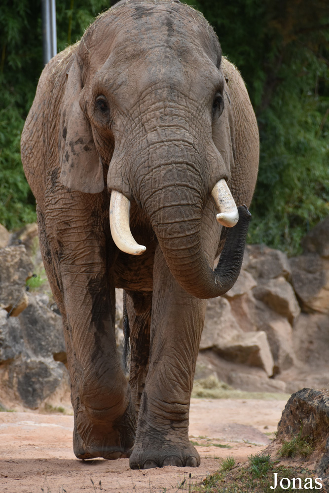 Loxodonta africana knochenhaueri