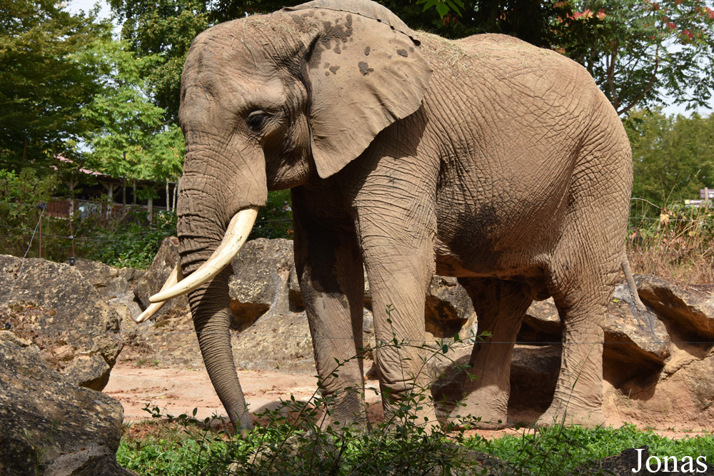 Loxodonta africana knochenhaueri