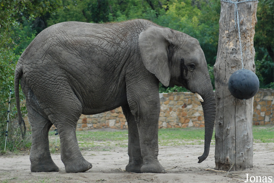 Loxodonta africana knochenhaueri