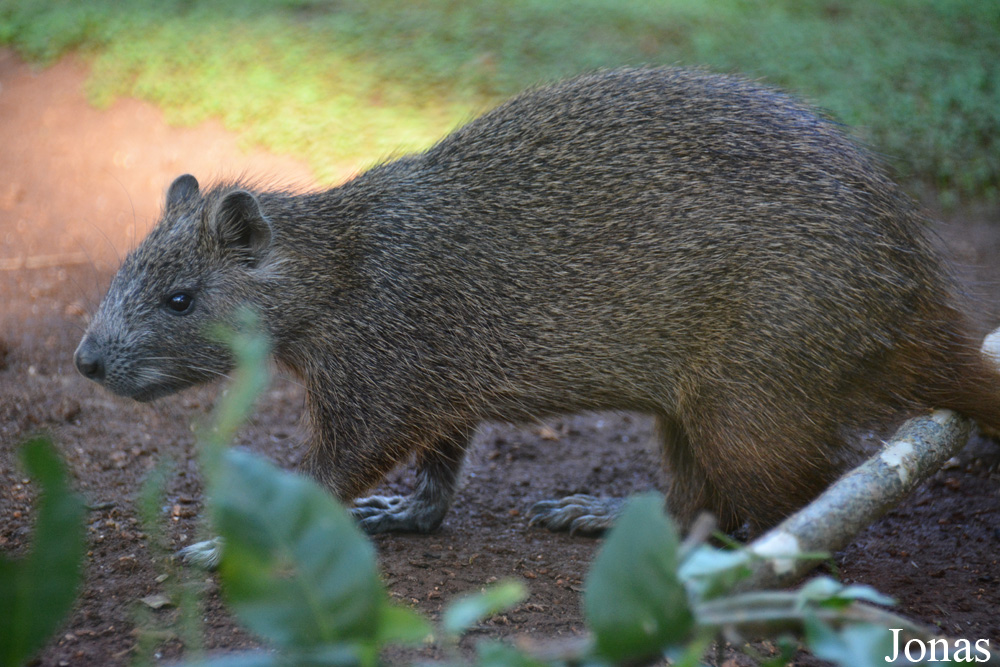Capromys pilorides