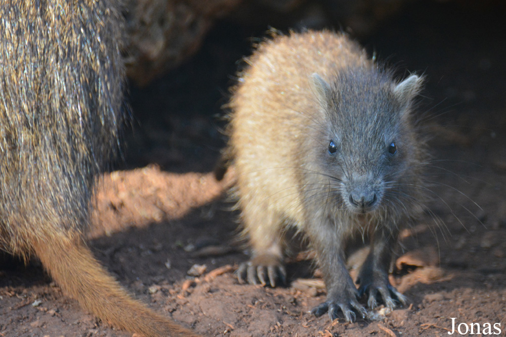 Capromys pilorides