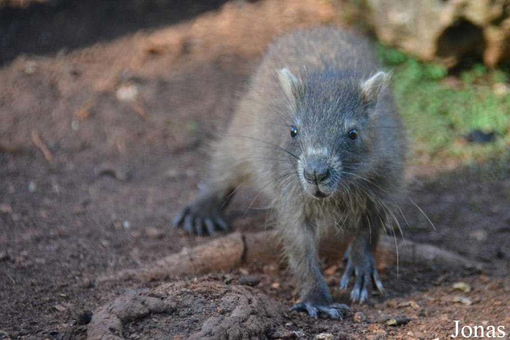 Capromys pilorides