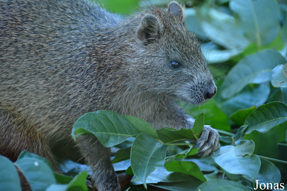 Capromys pilorides