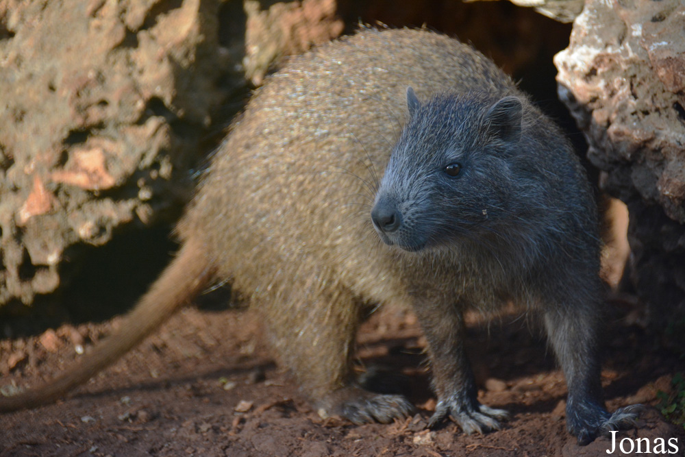 Capromys pilorides