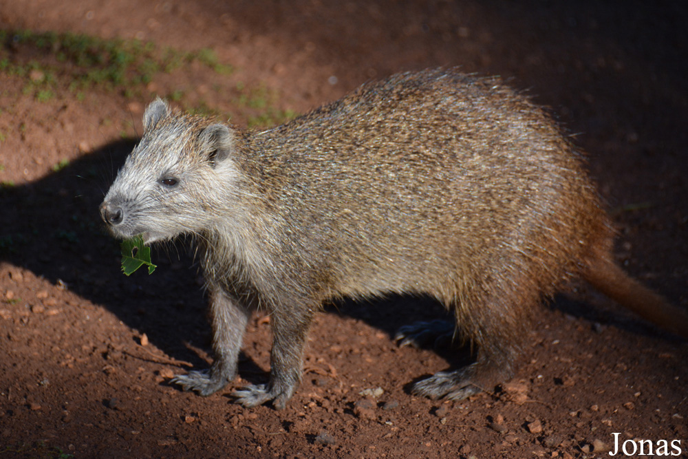Capromys pilorides
