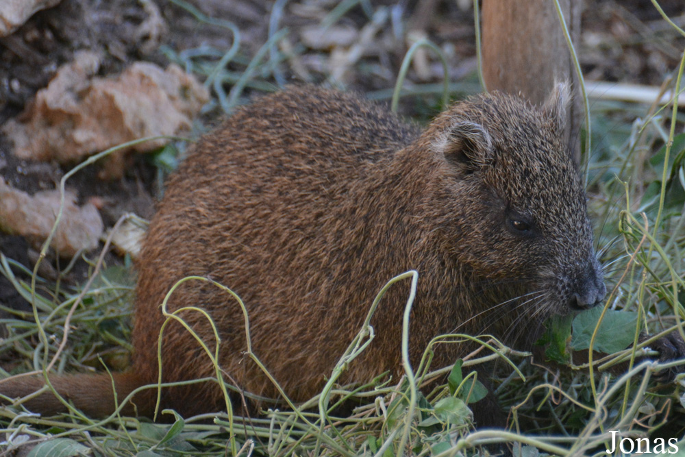 Capromys pilorides