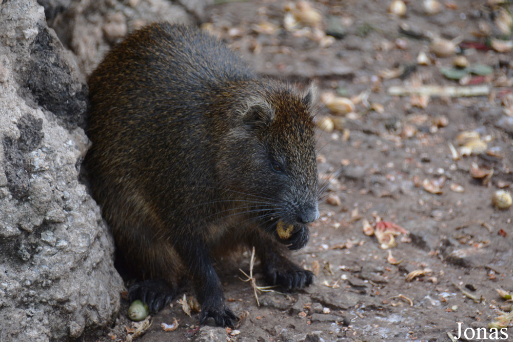 Capromys pilorides