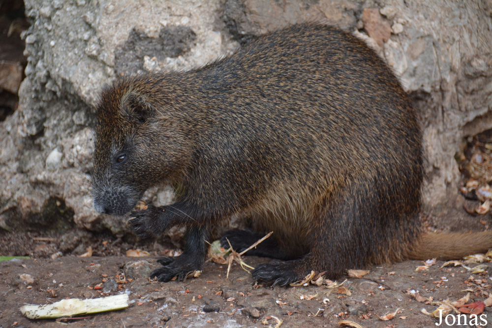 Capromys pilorides