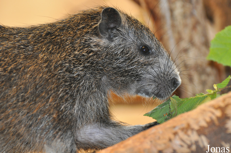 Capromys pilorides